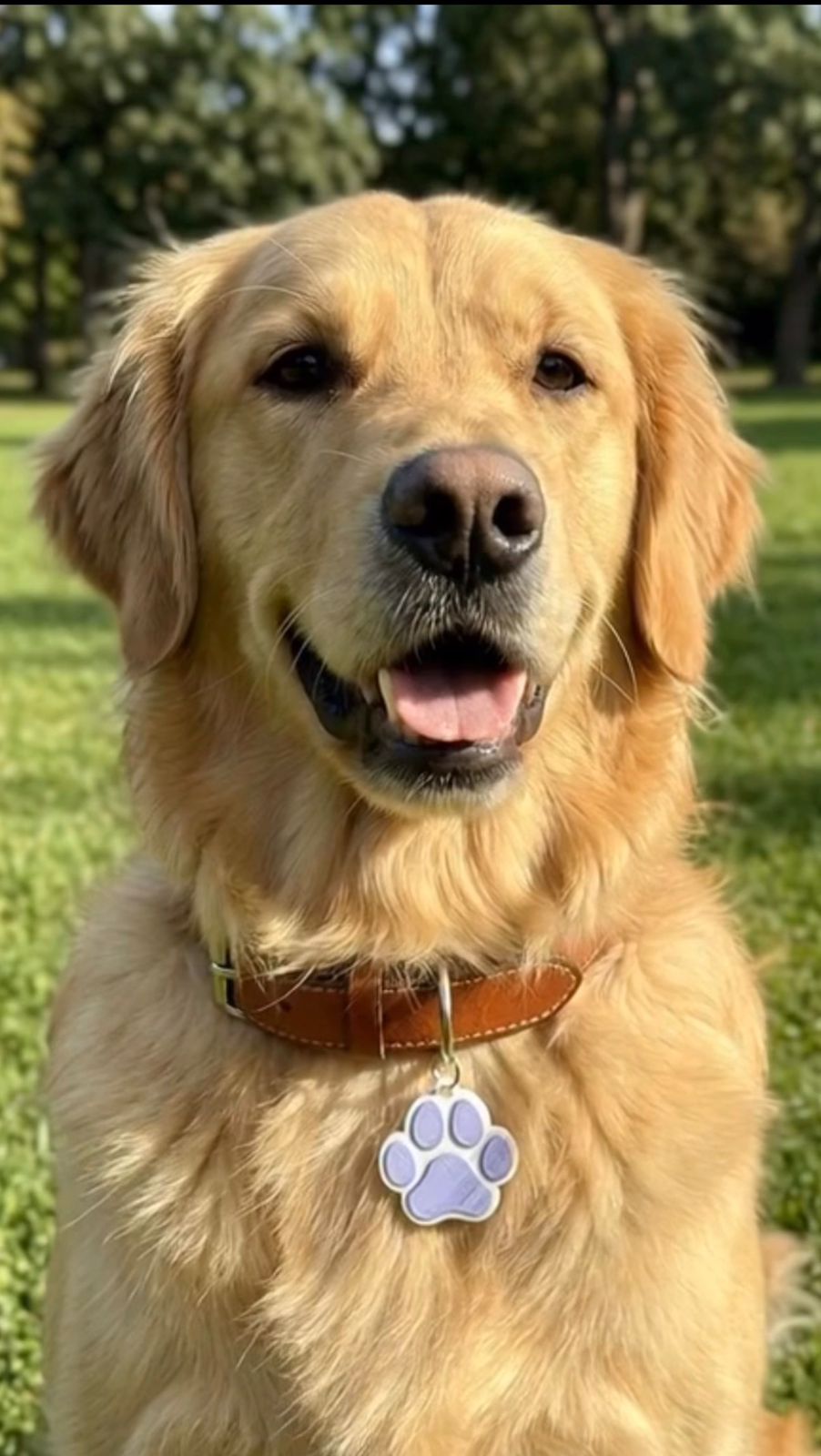 Pets with SANKRO.IO tag